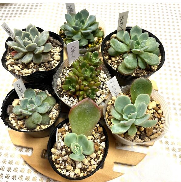 7種多肉植物エケベリア 葉挿しっ子抜き苗セット
