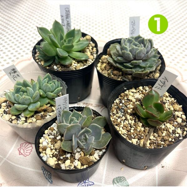 多肉植物エケベリア 抜き苗 葉挿しっ子セット