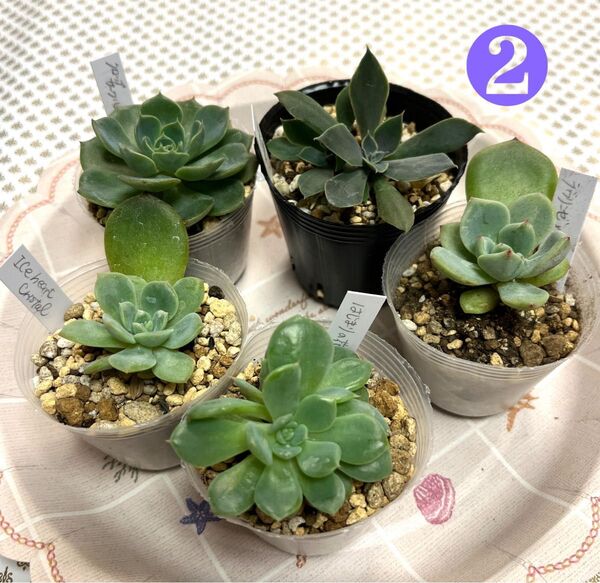 多肉植物エケベリア 抜き苗 葉挿しっ子セット