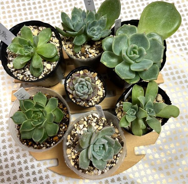 6種 多肉植物エケベリア 葉挿しっ子 抜き苗セット