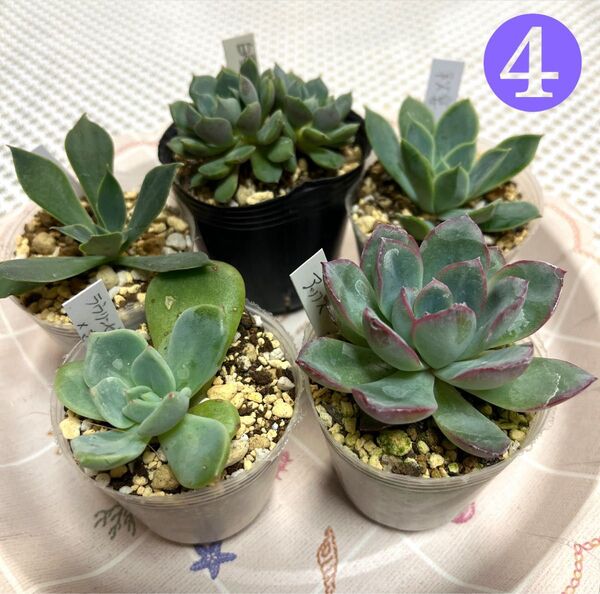 多肉植物エケベリア 抜き苗 葉挿しっ子セット