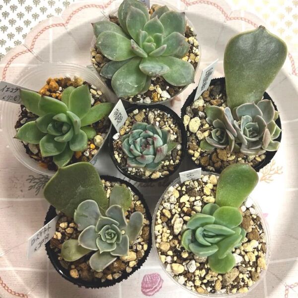 6種 多肉植物エケベリア 葉挿しっ子 抜き苗セット
