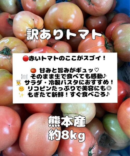農家さん直送!コスパ◎熊本産 訳ありトマト 約8kg