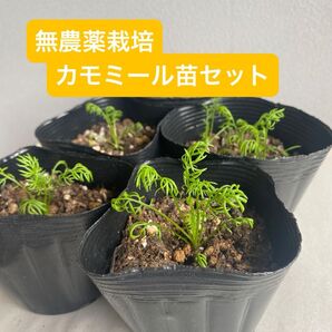 【スピード配送】無農薬栽培ジャーマンカモミール苗 家庭菜園 オーガニック