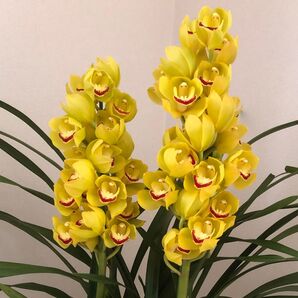 シンビジウム シンビジューム 洋ラン 蘭 花終わり株