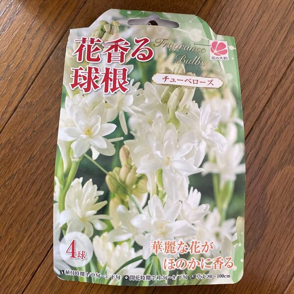 チューベローズ 球根 4球 花の大和