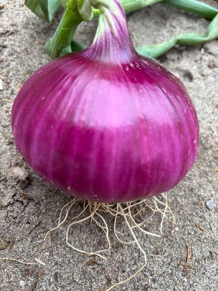 訳あり新玉ねぎ 赤 5kg 送料込