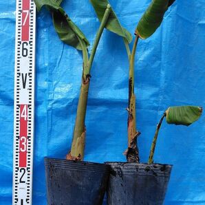 ドワーフナムワ 苗2本子株付き