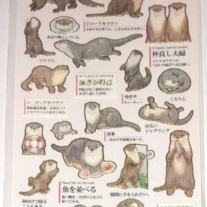 1812大人の図鑑 シール (K21388カワウソ)