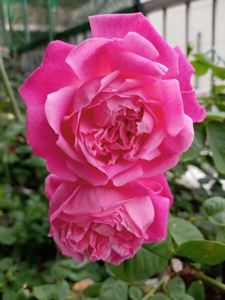 薔薇苗
