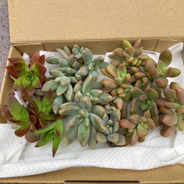 多肉植物 詰め合わせ
