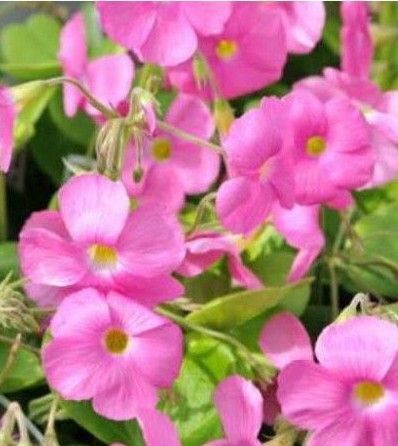 オキザリス球根 花色ピンク