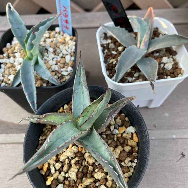 アガベ シャークスキン パラサナ モンタナ 地植えセット