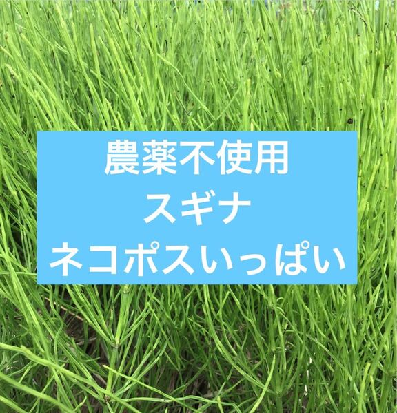 農薬不使用 スギナ ネコポス一杯