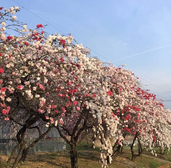枝垂れ花桃苗 白 ピンク 濃い色 八重咲 豪華 綺麗 抜き苗 2本