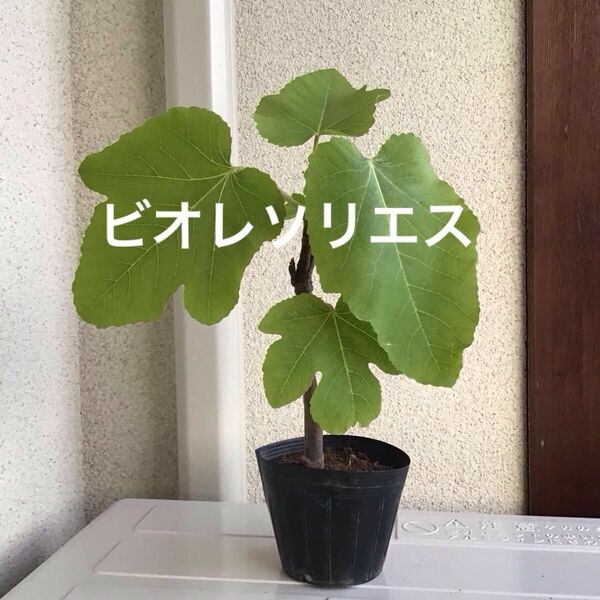 いちじく苗 黒イチジク ビオレソリエス 希少品種 2年生