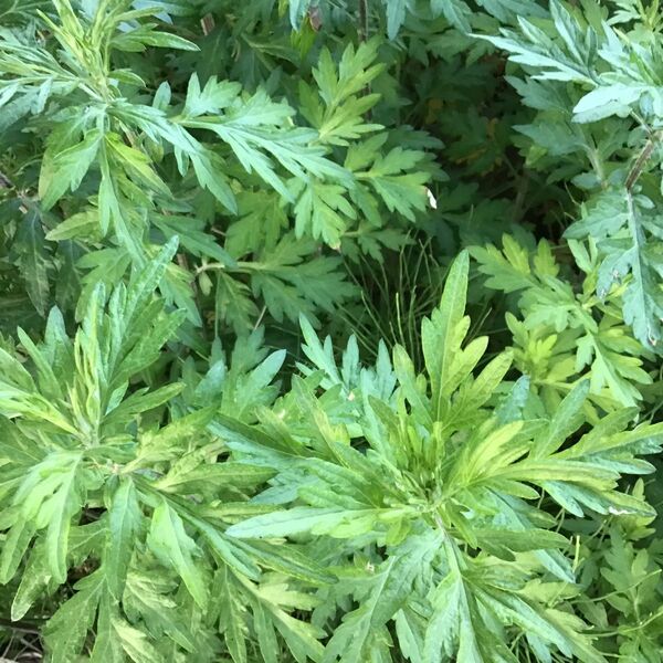ヨモギ 蓬 新鮮よもぎ 野草 天然 300グラム 無農薬 無科学肥料