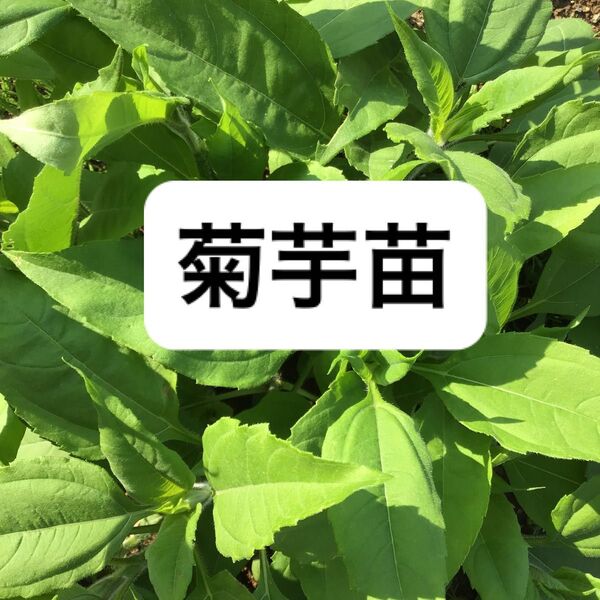 菊芋 菊芋苗 血糖値上昇抑制 無農薬 無科学肥料 10本