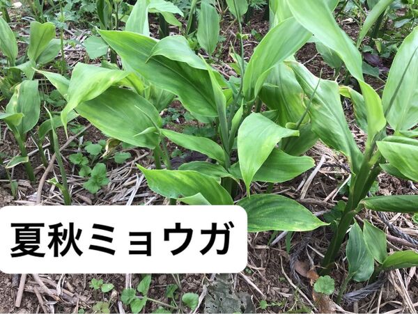 ミョウガ みょうが苗 夏秋ミョウガ 無農薬栽培