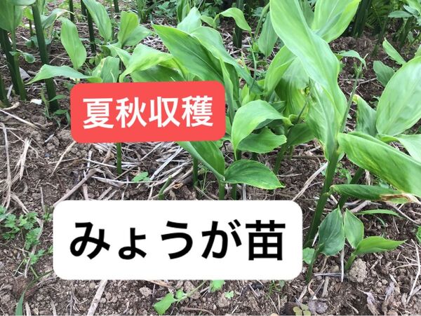 ミョウガ みょうが苗 夏秋ミョウガ 無農薬栽培