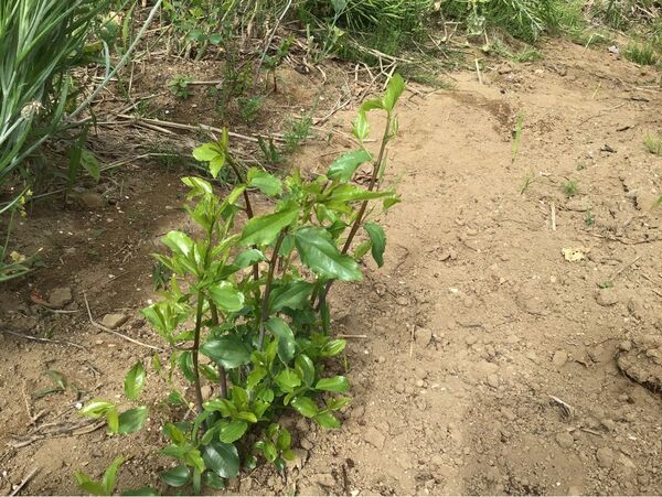 なつめ 棗 ナツメ 抜き苗