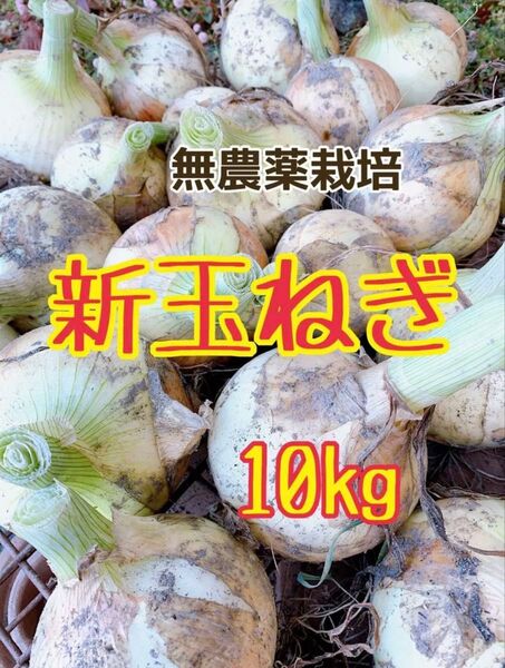 新たまねぎ 無農薬栽培 新鮮 10kg