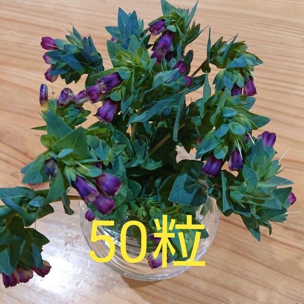 セリンセマヨール種 50粒