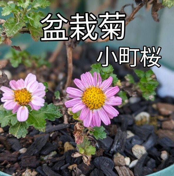 盆栽菊 小町桜 小苗4株 抜き苗 古典菊