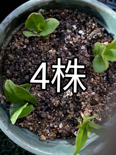 4株 無農薬 オカワカメ 根茎からの苗 丘ワカメ 丘わかめ 抜き苗 ゆうパケットポスト発送