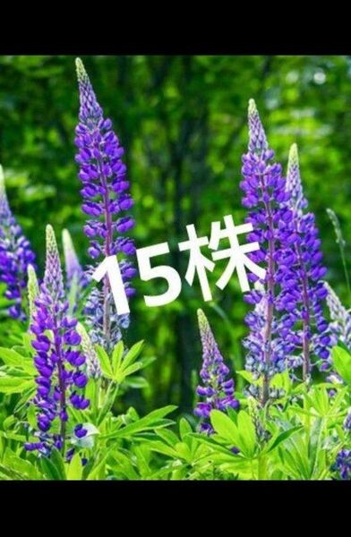 ルピナス 15株 紫 小さな苗! ノボリフジ