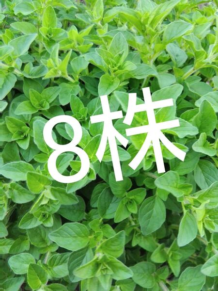 オレガノ 苗 8本(株) 根っこ付き 農薬不使用 ハーブ イタリアン
