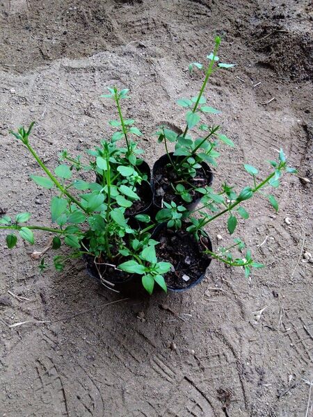 ニホンアカネ 日本茜 苗 4ポット 茜染め 染料 草木染 薬草 漢方