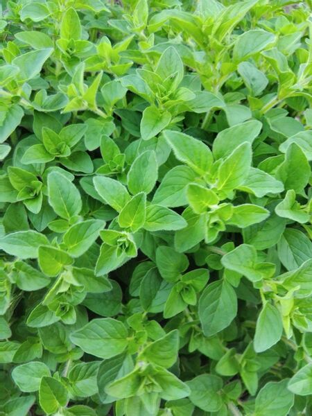 オレガノ 苗 8本(株) 根っこ付き 農薬不使用 ハーブ イタリアン