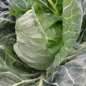 新鮮 野菜詰め合わせ 80サイズ そら豆 花芯白菜 新玉ねぎ