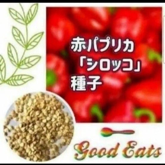 【同梱で50円値引き】赤 パプリカ シロッコ 種子 30個