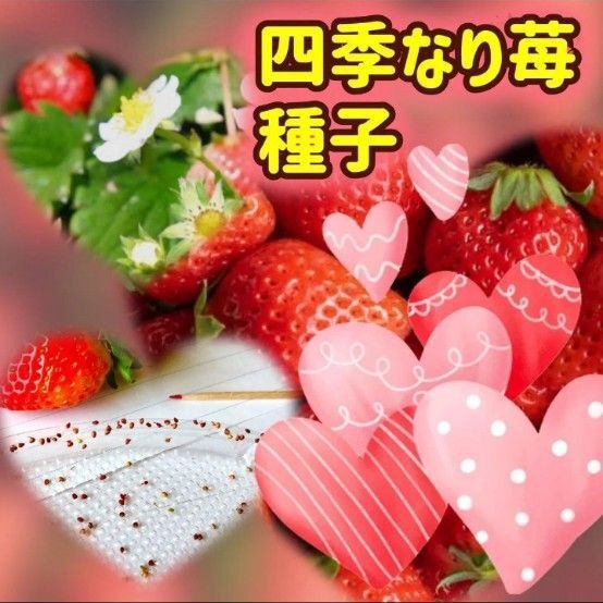 【同梱で50円値引き】四季なりイチゴ 種子 20個 農薬を使わずに自家栽培した果実から採取した種