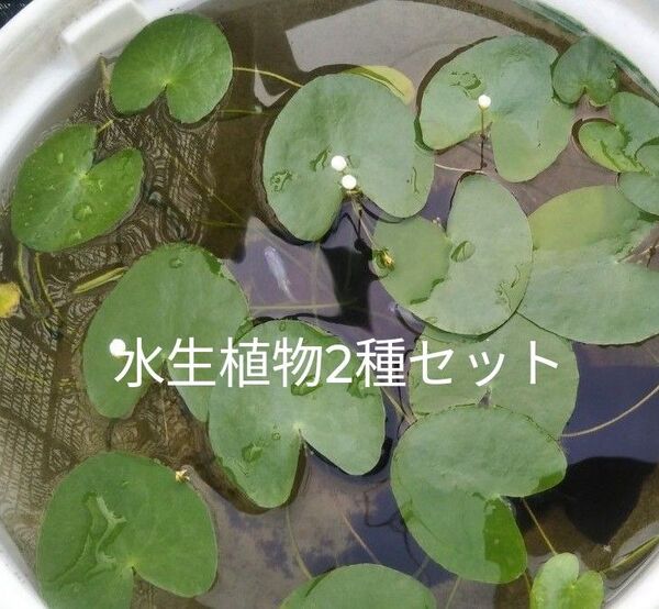 水生植物2種セット ガガブタ3株 トチカガミ5株