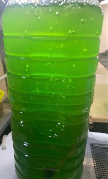 グリーンウォーター約300ml。説明欄必読。