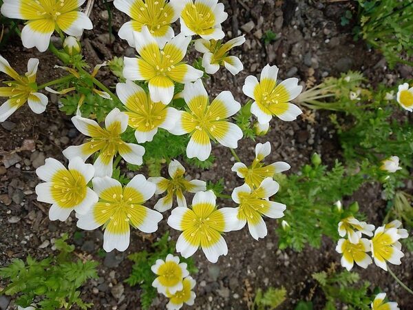 リムナンテスの種50粒