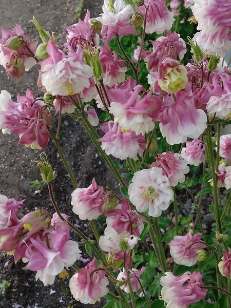 西洋オダマキの種 200粒
