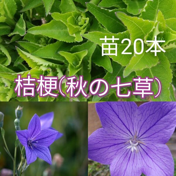 桔梗(秋の七草) 紫色の苗 20本