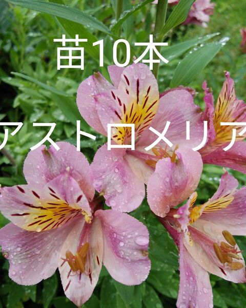 アルストロメリア 球根苗10本 ピンク
