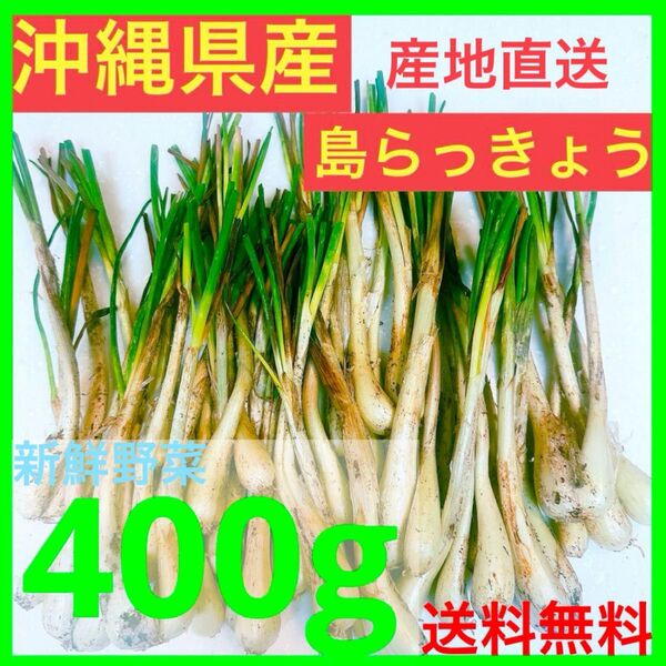 【お試しサイズ】沖縄県産 島らっきょう 400g