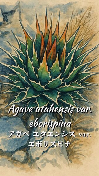 アガベ・ユタエンシス・エボリスピナ(Agave utahensis var. eborispina)の種子50粒