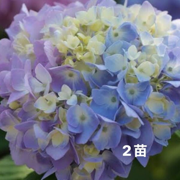 紫陽花 冬越し成功苗 2苗