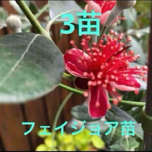 花も実も味わえる フェイジョア実生苗 土付き抜き苗3苗