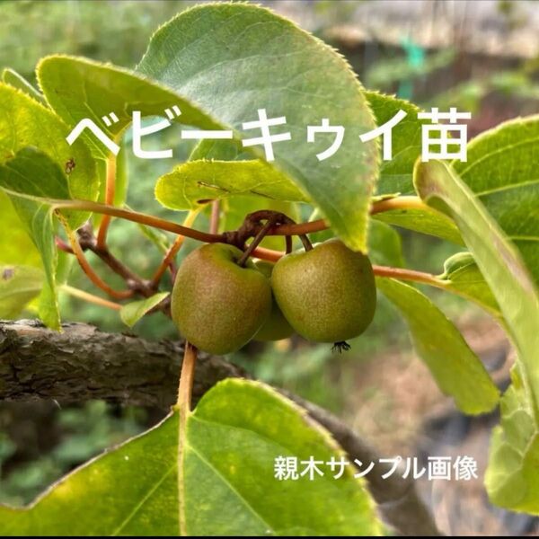 スーパーフード ベビーキゥイ雄雌セット苗
