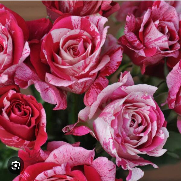 薔薇苗 切り花品種 土付き抜き苗 B