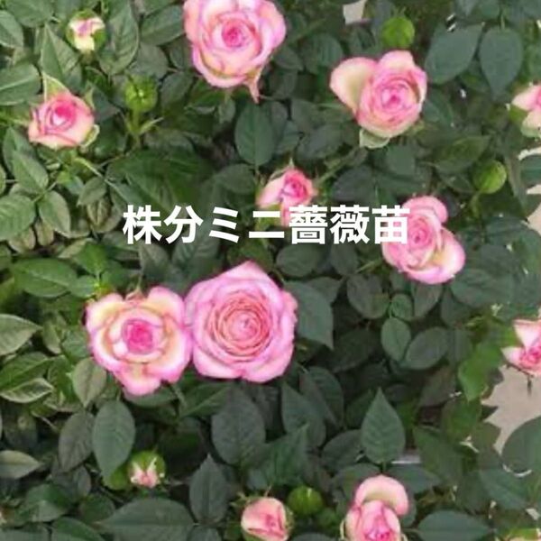 株分けミニ薔薇苗 1苗