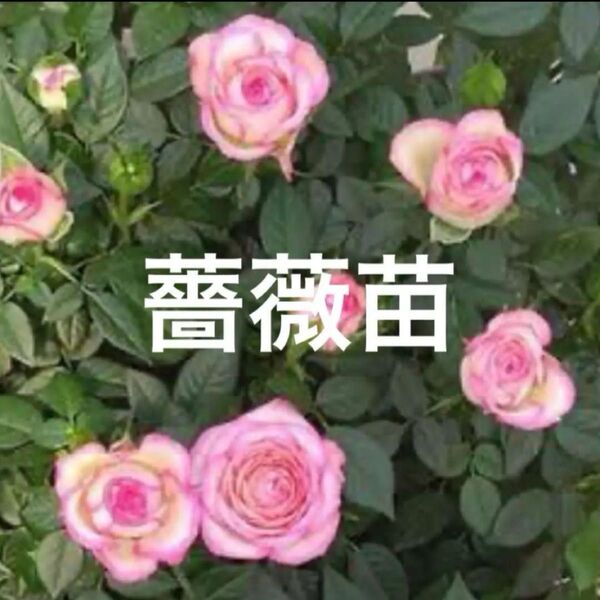株分けミニ薔薇苗 土付き抜き苗 B
